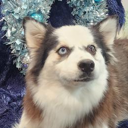 Leina - Pomsky