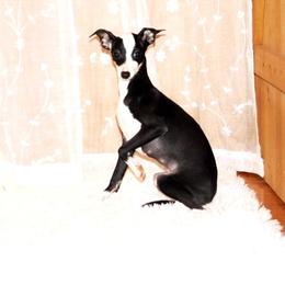Fancy - Italian Greyhound
