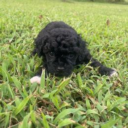Boots - Black male Poodle puppy in Bee Branch, Arkansas from Scroggins Creek Doodles