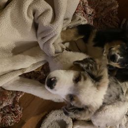 Australian Shepherd and Goldendoodle Puppies from Anglin Doodles