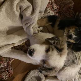 Australian Shepherd and Goldendoodle Puppies from Anglin Doodles