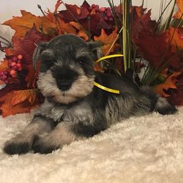 Miniature Schnauzer Puppies from D’Elegant Paws