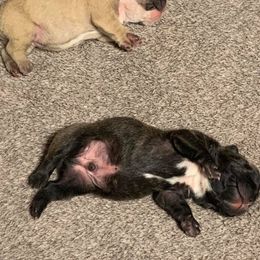 Golden Retriever Puppies from Golden-B-Bear Kennel