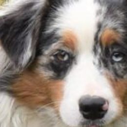 Carly - Australian Shepherd