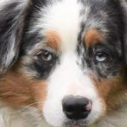 Carly - Australian Shepherd