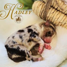 Hadley - Red merle female Miniature Australian Shepherd puppy in Ennis, Texas from God’s Little Aussies