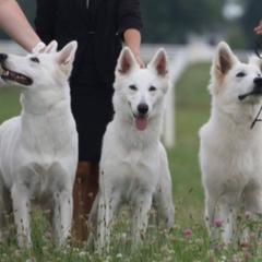Berger Blanc Suisses from Foreman’s White Swiss Shepherds