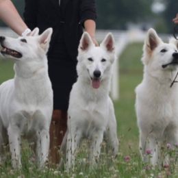 Berger Blanc Suisses from Foreman’s White Swiss Shepherds