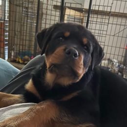 "Pup from a past litter" Rottweiler Puppies from Kayara Haus Rottweilers