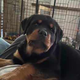 "Pup from a past litter" Rottweiler Puppies from Kayara Haus Rottweilers