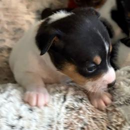 Elmira - Black white and tan female Rat Terrier puppy in Savoy, Texas from Rockin EZ Rat Terriers