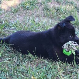 German Shepherd Puppies from Woodhill K9
