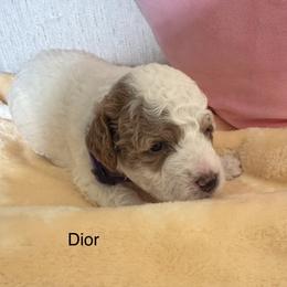 Dior - Parti female Goldendoodle puppy in Danville, Virginia from Stella’s Stunning Goldendoodles of VA