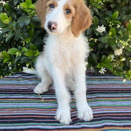 Goldendoodle Puppies from Cali Doodles
