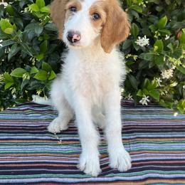 Goldendoodle Puppies from Cali Doodles