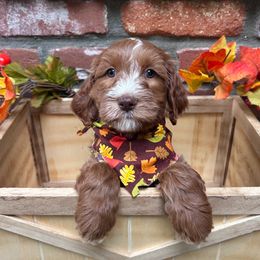 August - Brown - Caramel male Australian Labradoodle puppy in Citrus Heights, California from Elite Blend Labradoodles