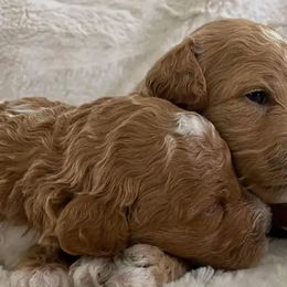 Goldendoodles from Oodles of Doodles