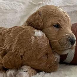 Goldendoodles from Oodles of Doodles