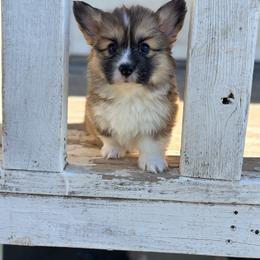 Rosie - Sable female Pembroke Welsh Corgi puppy in Belle Fourche, South Dakota from BellamyHills Corgis