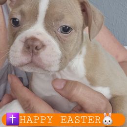 Orange collar girl - Maggie - Seal and white Boston Terrier puppy in Versailles, Indiana from Benhams Bostons