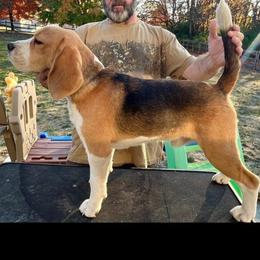 Rok - Beagle