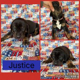 Justice - Black male Catahoula Leopard Dog puppy in Forbes, Minnesota from North Country Catahoulas