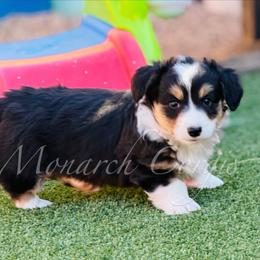Wind (Windy) - Brindle and white female Cardigan Welsh Corgi puppy in Denver, Colorado from Monarch Corgis
