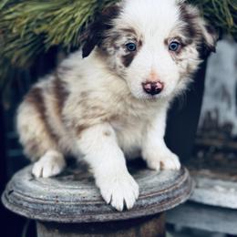 Latch x Lassie - Boy 6 - Red merle - Red merle male Border Collie puppy in Minden, Iowa from Rocking N Registered Border Collies & Labradors