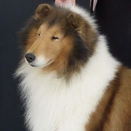 Collies from Tapestry Collies