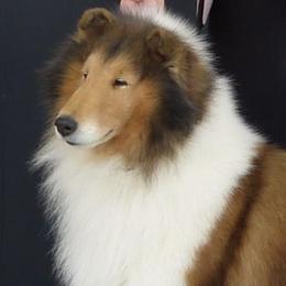 Collies from Tapestry Collies