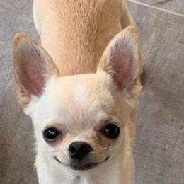 American Hairless Terriers and Chihuahuas from CAS' American Hairless Terriers and Chihuahuas