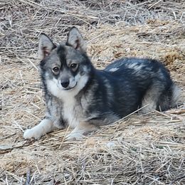Maikoh - Pomsky
