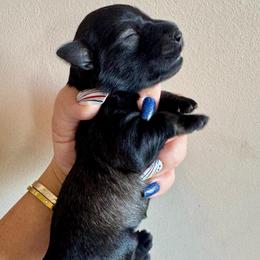 Constance - Salt and pepper female Miniature Schnauzer puppy in Independence, Missouri from Crown Schnauzers KC