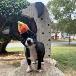 Miel - Black and white female Chihuahua puppy in College Park, Georgia from Wicked Envy Chihuahuas