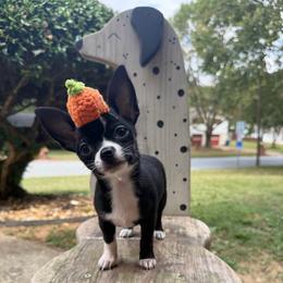 Miel - Black and white female Chihuahua puppy in College Park, Georgia from Wicked Envy Chihuahuas