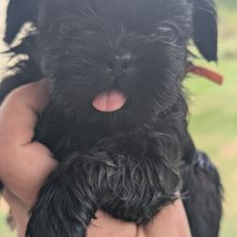 Coal - Black male Shih Tzu puppy in Claxton, Georgia from Small Pawz Shih tzu