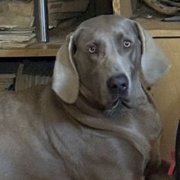 Weimaraner puppies from Ball Bluff Kennel