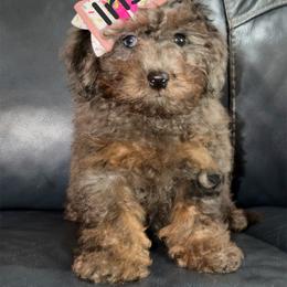 Reduced.....Iris - Blue Merle Color - Merle female Goldendoodle puppy in Beecher, Illinois from Erica’s Doodles