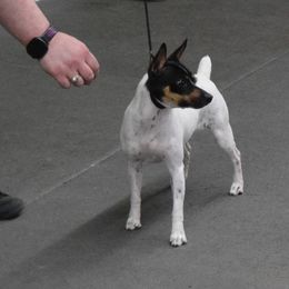 Piper - Rat Terrier
