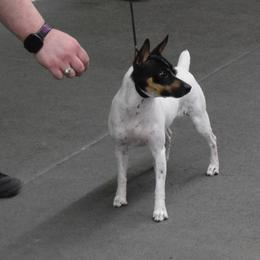 Piper - Rat Terrier