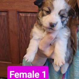 Pembroke Welsh Corgi Puppies from McGraw's Paws 🐾