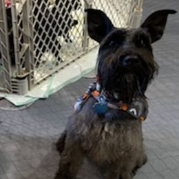 Miniature Schnauzers from Woofs and Wiggles