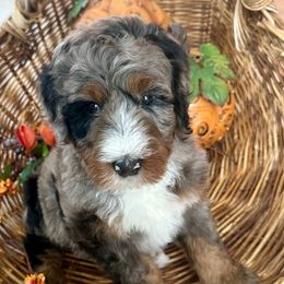 Enid - Blue merle female Bernedoodle puppy in Mattawan, Michigan from KaZoo Doodles