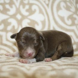 Charm - Red tri male Toy Australian Shepherd puppy in Licking, Missouri from Burnett Aussies