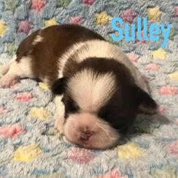 Sulley - Black gold and white male Shih Tzu puppy in Hemet, California from Aloha Shih Tzu