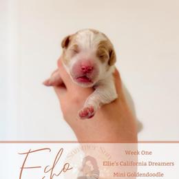 Echo - Parti male Goldendoodle puppy in California City, California from Summer Sun Doodles