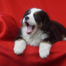 Bernese Mountain Dog Puppies from Lonesome Pine Farm