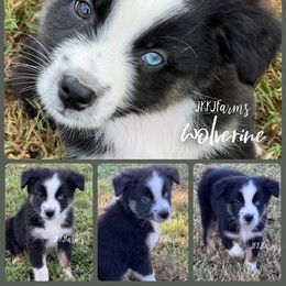 Wolverine, BTM 1 Blue eye - Black tri-color male Australian Shepherd puppy in Huntington, Texas from JKKJ Farms