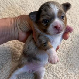 Angel 11,000 plus tax - Merle female Chihuahua puppy in Summerfield, Florida from Uey’s Chihuahuas