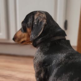Dachshunds from Kelsey Farm